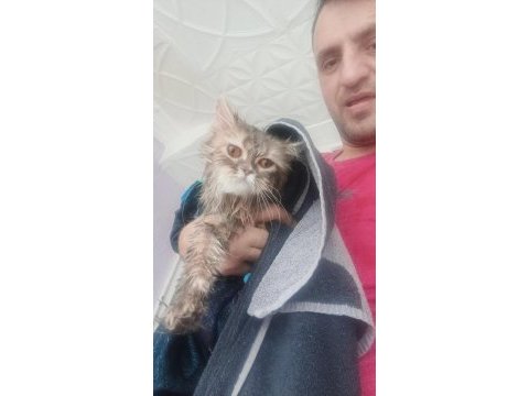 1 yaşındaki british longhair kızımız