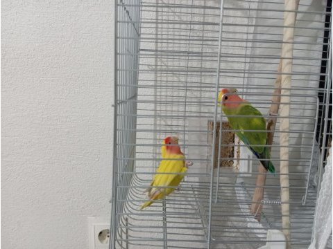 Takım cennet (sevda) papağanı