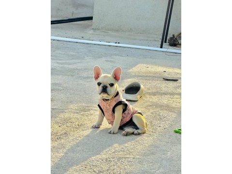 8 aylık a kalite french bulldog