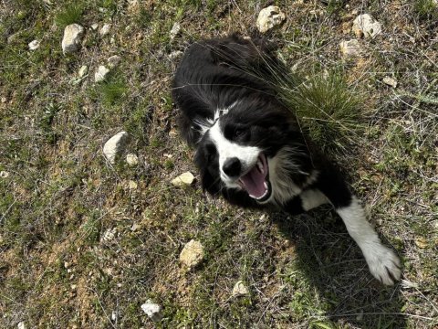 1 yaşında dişi border collie