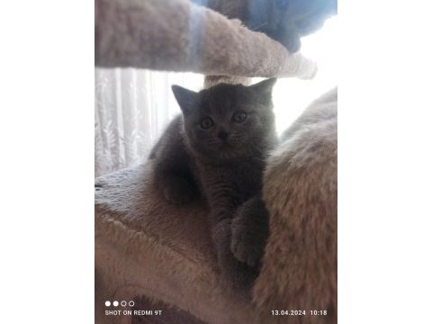 Sahiplenilmeyi bekleyen şecereli scottish fold yavrular