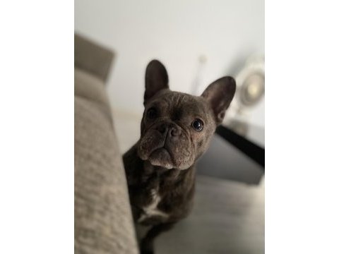 2,5 yaşında blue dişi french bulldog