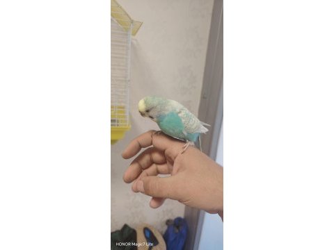 2 yaşında dişi muhabbet kuşu