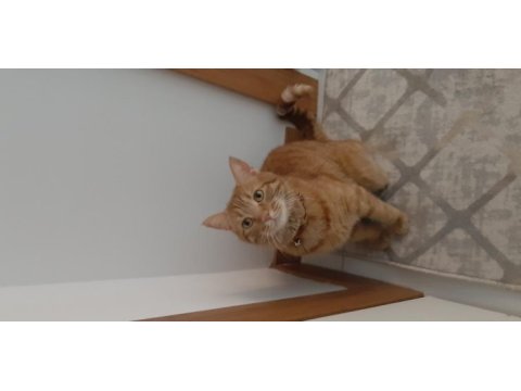 Sevecen çok akıllı oyuncu ismine duyarlı kedimiz