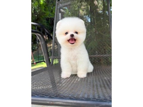 Dişi ve erkek pomeranian