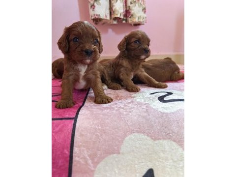Toy poodle ayarında cavapo erkek bebekler