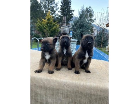 Belçika malinois