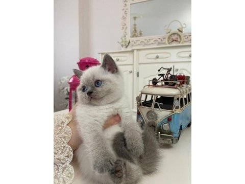 British shorthair blue point yavrum