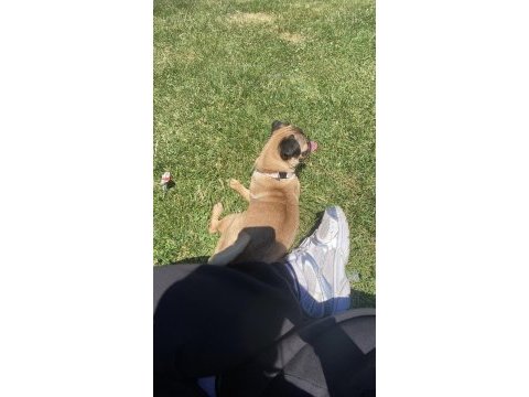 5 aylık dişi pug