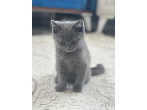 British shorthair 2 aylık dişi