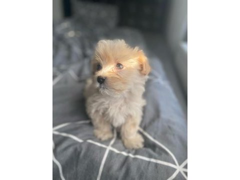 Burunsuz maltipoo teacup