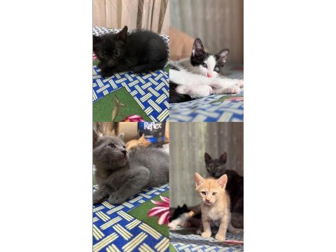 40 günlükler takip şartıyla sahiplendirilecek kediler