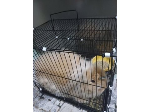 Satılık hollanda lop tavşanı 4 aylık