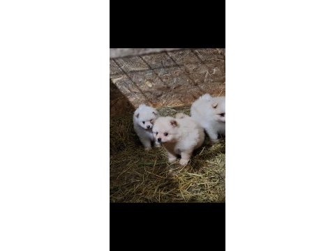 1 buçuk aylık pomeranian