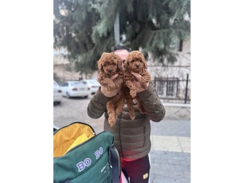 Safkan sağlıklı toy poodle yavrular anne altından