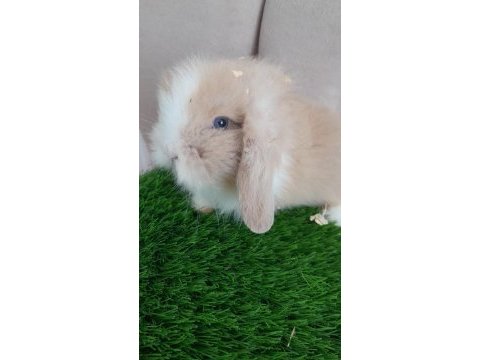 Teddy cins tavşan 3 aylık yavru