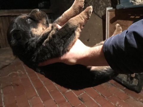 Rottweiler yavruları secereli