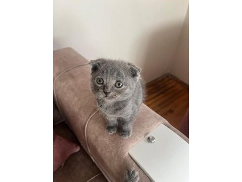 British shorthair kedimiz