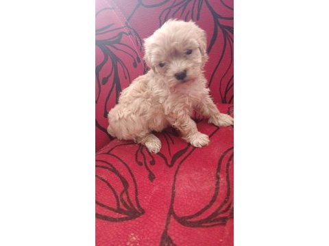 Maltipoo bebeler
