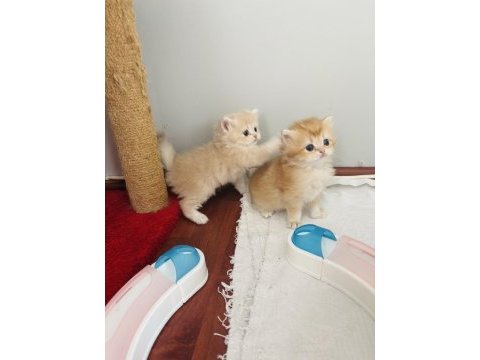 British longhair golden