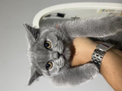 British shorthair yavrularımız