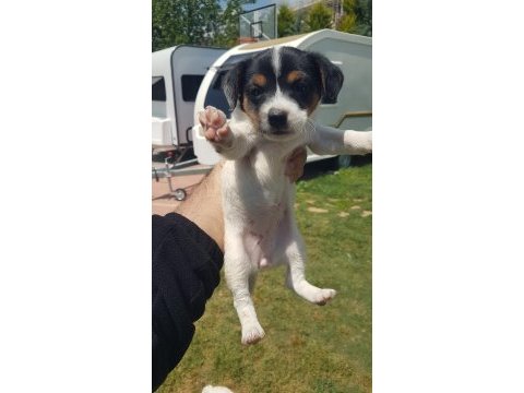 Show kalite fırlama jack russell terrier yavruları