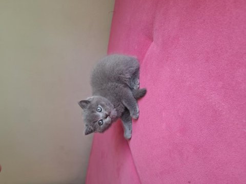 2 aylik erkek dişi british shorthair