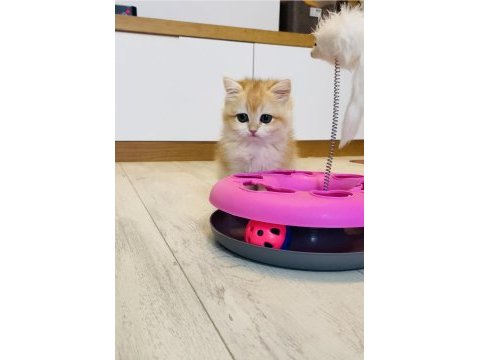 Safkan ny12 british shorthair