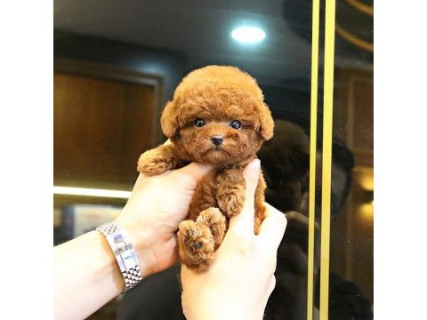 Korean export toy poodle bebeklerımız