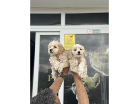 Wc eğitimli en güzel mini boy maltipoo yavrular