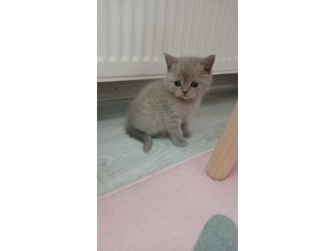 2 aylık british shorthair