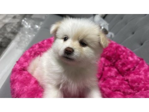 Pomeranian spitz köpeğimiz