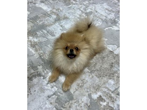 Ayı suratlı 5.5 aylık pomeranian