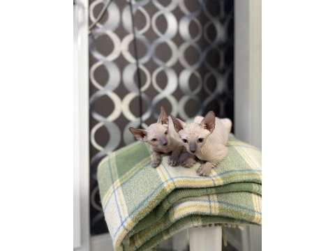 Yeni doğmuş 1.5 aylık sphynx