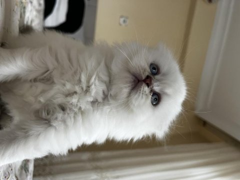 British longhair blue point