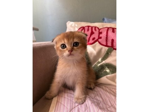 Golden scottish fold yavrular