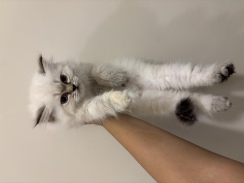 Şans patisi olan yakışıklı british longhair