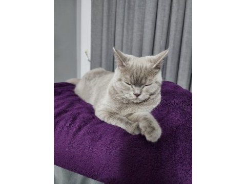 British shorthair lilac renk