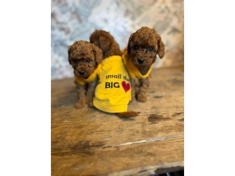 3 aylık aşıları tam toy poodle