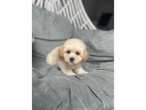 Dünyalar tatlısı erkek f1 maltipoo