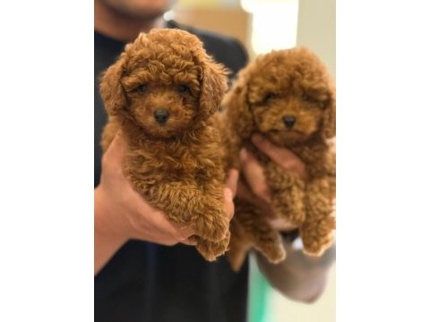 Birbirinden güzel toy poodle yavrularımız