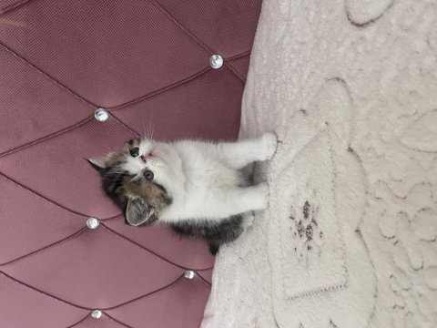 Ev doğdu çok kaliteli yavru kedimiz