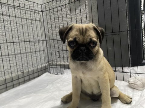 Dişi pug mops yavru