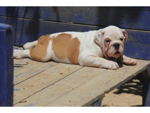 Şişko bulldog çocuk