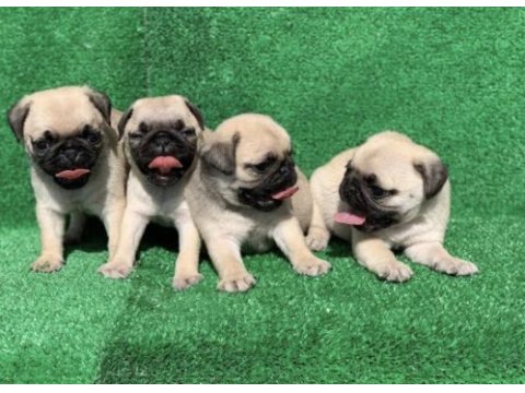 Pug yavrusu