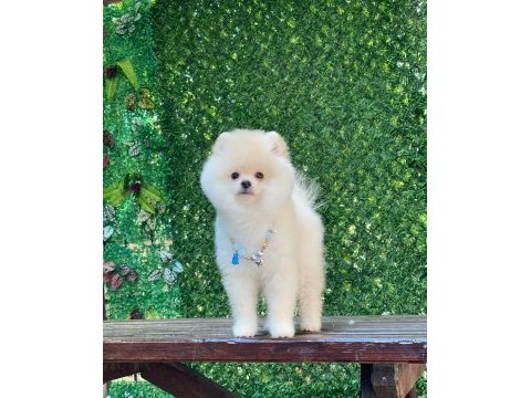 Pomeranian boo yavrular