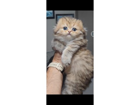 Scottish fold kedisi