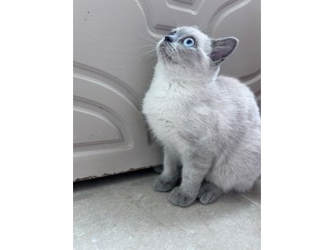 Scottish straight blue point