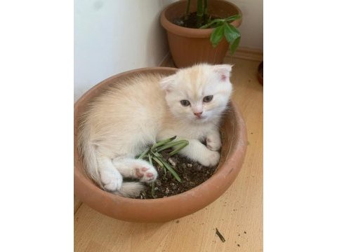 Scottish fold erkek yavru