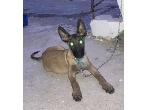 3 aylık erkek belçika kurdu safkan kırıkkale
